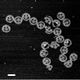 A long chain of smiley faces. (Image: Paul Rothemund/Caltech)